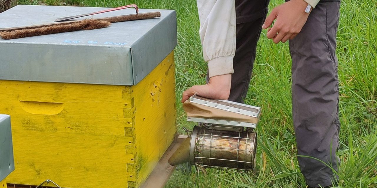 DS Smith engage bees to monitor natural habitats at thirteen packaging facilities