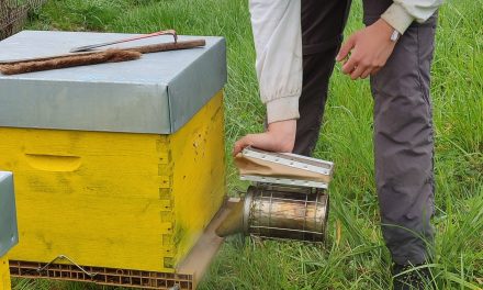 DS Smith engage bees to monitor natural habitats at thirteen packaging facilities