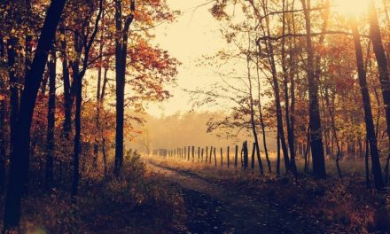 Autumn is the time to check your manual handling equipment, reminds Midland Pallet Trucks