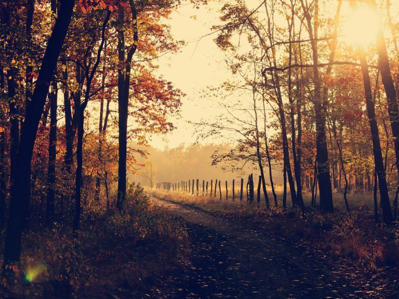 Autumn is the time to check your manual handling equipment, reminds Midland Pallet Trucks