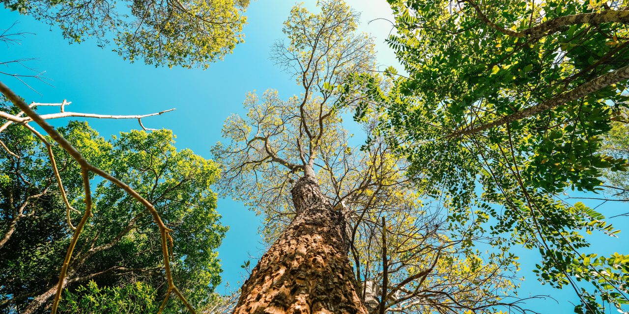 Beyond carbon: The financial case for measuring nature impact and dependency