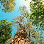 Beyond carbon: The financial case for measuring nature impact and dependency