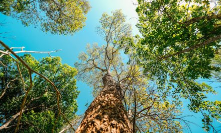 Beyond carbon: The financial case for measuring nature impact and dependency