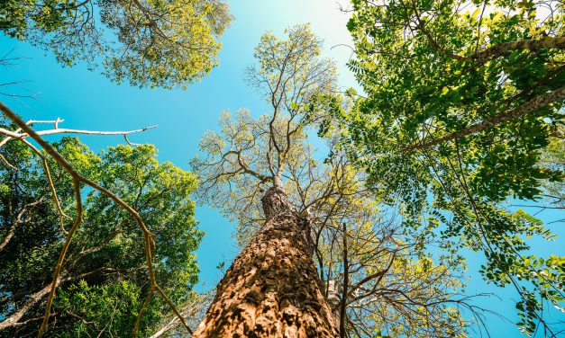 Beyond carbon: The financial case for measuring nature impact and dependency
