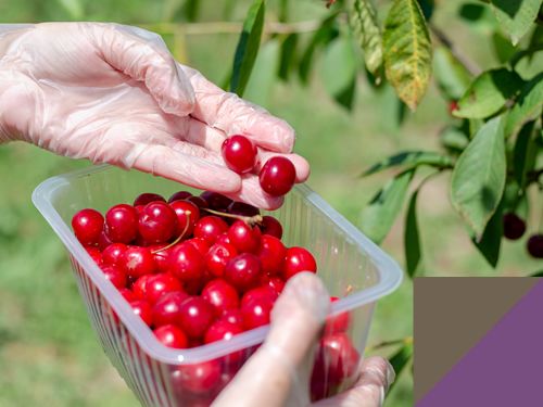 Kervo Fruit Processing Success Story: How Hochiki’s Latitude Fire Control Panel Ensures Safety in Industrial Manufacturing