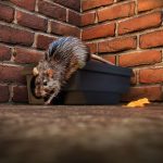 Weeks of heavy rain drives surge in rodent sightings