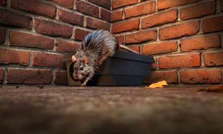 Weeks of heavy rain drives surge in rodent sightings